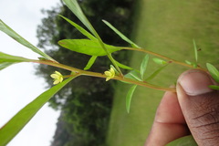 Ludwigia perennis